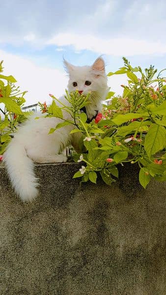 white kitten 2