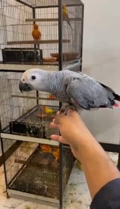 AFRICAN GRAY RED FACTOR