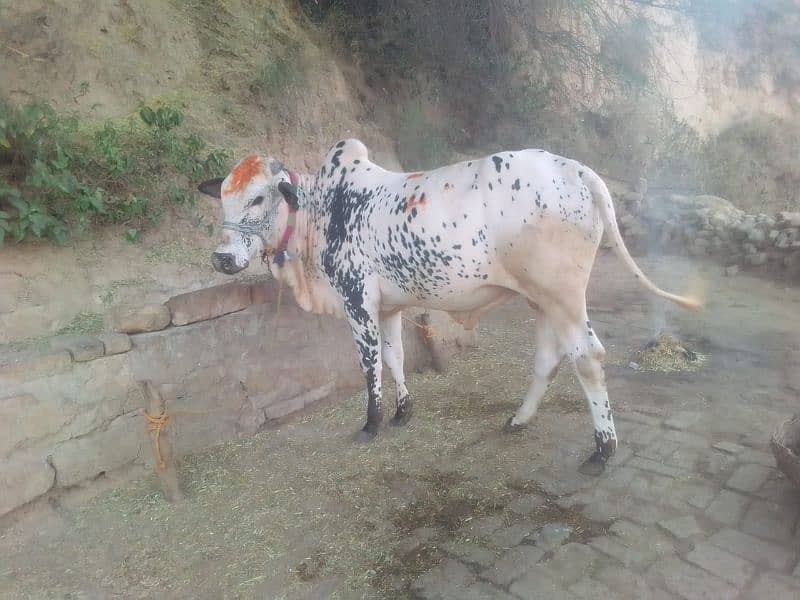 2dant beautiful animal (buls and camal)qurbani ka liya 13