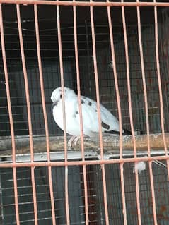 Diamond Pide Dove 7 Month Adult Male