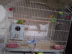 2 PAIR OF BREEDING LOVE BIRDS WITH CAGE FOR SELL