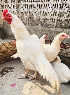 Heera assel chicks for sale