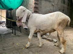 sheep | Goat | kajla chatra | gulabi dumba | bakra | dumba for sale