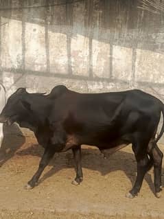 Bull / Cow For Sale / Bull For Sale / Qurbani  ka janwar