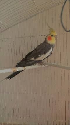 Male cocktail Breeder for sale Intrested waly dm kren