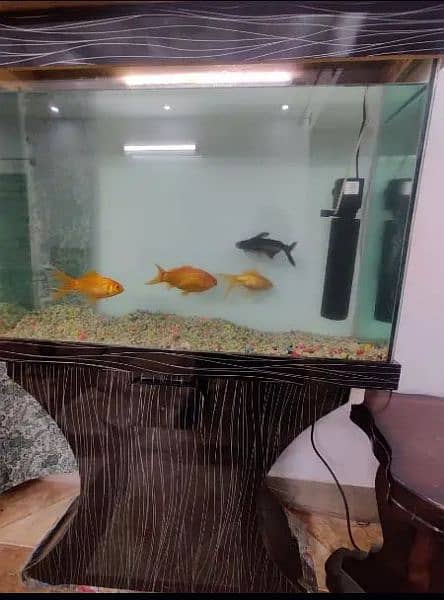 Aquarium with fish 1