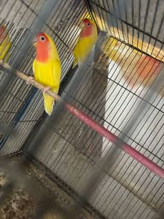 lutino parrots for sell