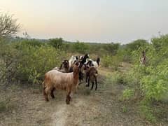 bakra | Beetal bakra | pahaari bakra | goat Qurbani 2024