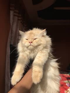 Persian cat triple coat for mating
