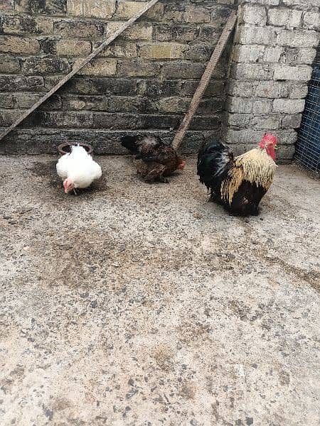 bantam trio breeder 1