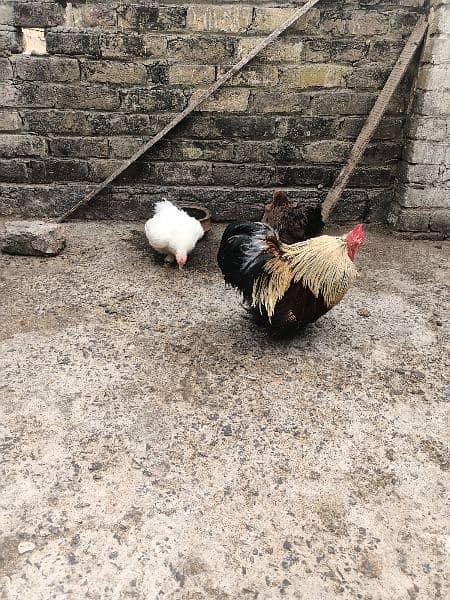 bantam trio breeder 3