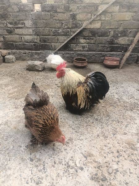 bantam trio breeder 4