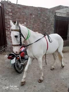 Female horse for sale / Pure white Horse