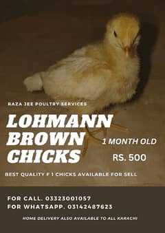 Lohmann brown | Lohman brown chicks for sell