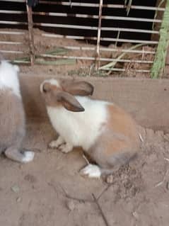 rabbits for sell