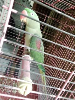Raw perrot for sale
