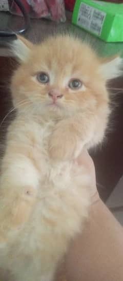 bi color Persian long coat kittens