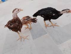 aseel mianwali chicks for sale urgent
