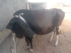beautiful cow