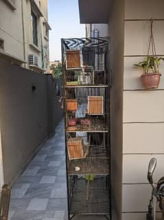 birds Cage