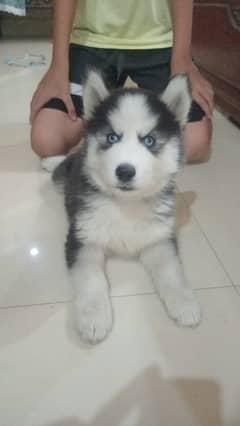 Healthy and Beautiful Huskey Puppy For Sale