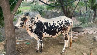 qurbani bulls for sale