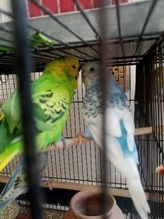 Budgie Parrots pair