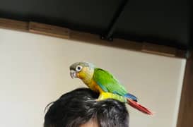 Conure pair hand tamed