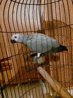 African grey / grey / grey parrot