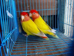 Lutino lovebird pair