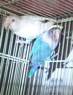 lovebirds albino redeyes blue ficher splits ino