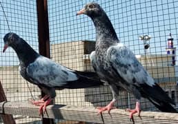 pure teddy kabooter pigeons