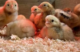 All chicks stock