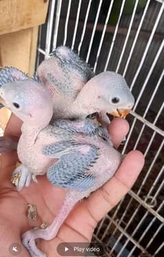 ring neck Chicks Home breed