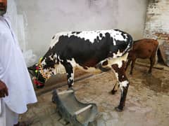 Cow for qurbani 0312/53/63/491