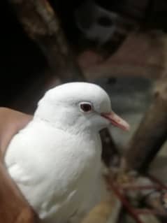 dove for sale