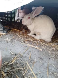 Rabbits pair for sale