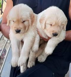 Golden retriever puppies for sale Vaccinated and dewormed puppies.