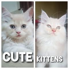 2 PURE PERSIAN CUTE AND HEALTHY KITTEN