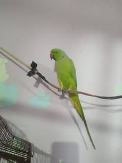 green parrot/Mitho