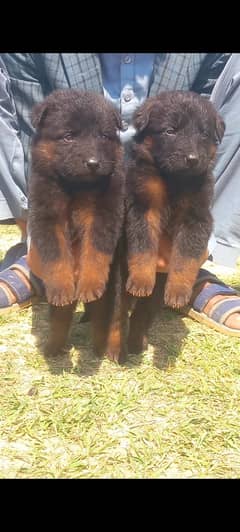 German Shepherd double coat pair / German Shepherd puppies
