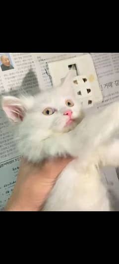Double coat persian kitten male