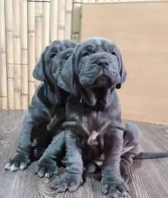 NEPOLATIAN MESTIFF HIGHLY CLASS PUPPY FOR SALE