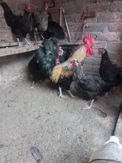 astrolop cross hens and cock
