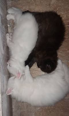 Persian Tripple Coated Punch Face Kittens