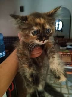 Doll Face Persian Kittens 2 Months For Sale
