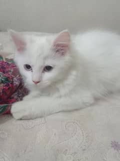 Persian cat for sale blue eyes