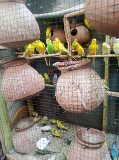 Australian parrots breeder colony sale with cage