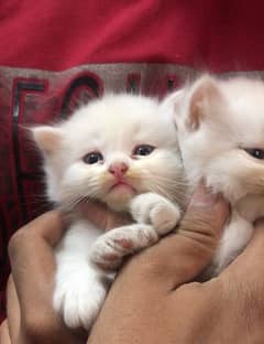 Persion kittens