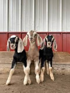 one month old Male Baby Goats